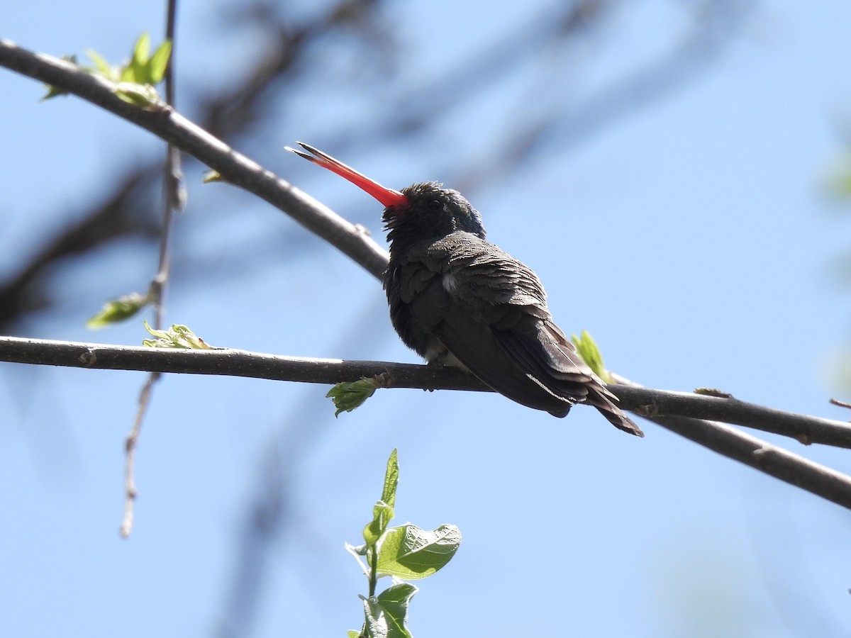 Broad-billed Hummingbird - ML635424554