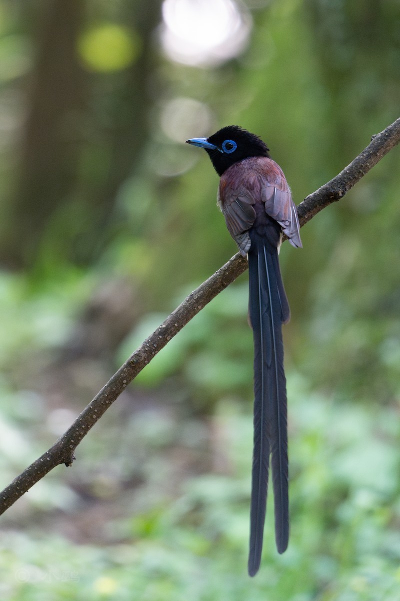 Black Paradise-Flycatcher - ML635424597