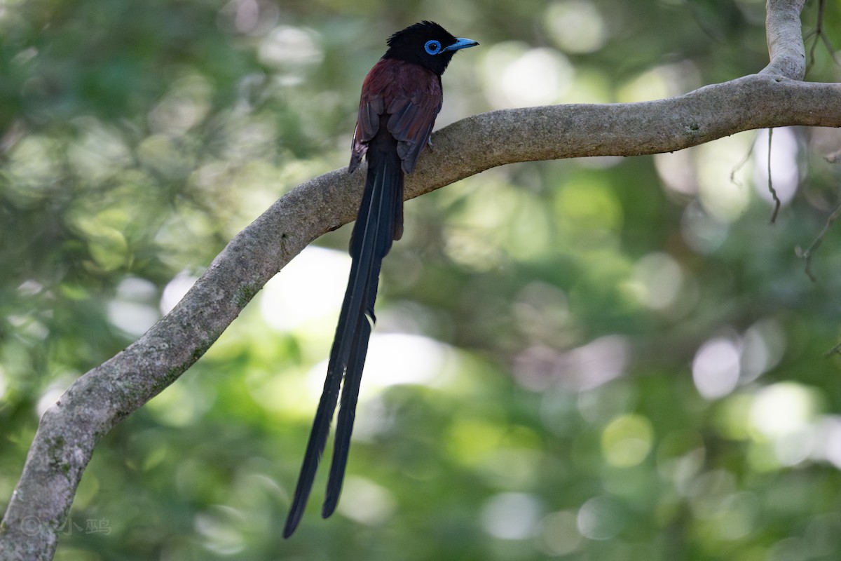 Black Paradise-Flycatcher - ML635424598
