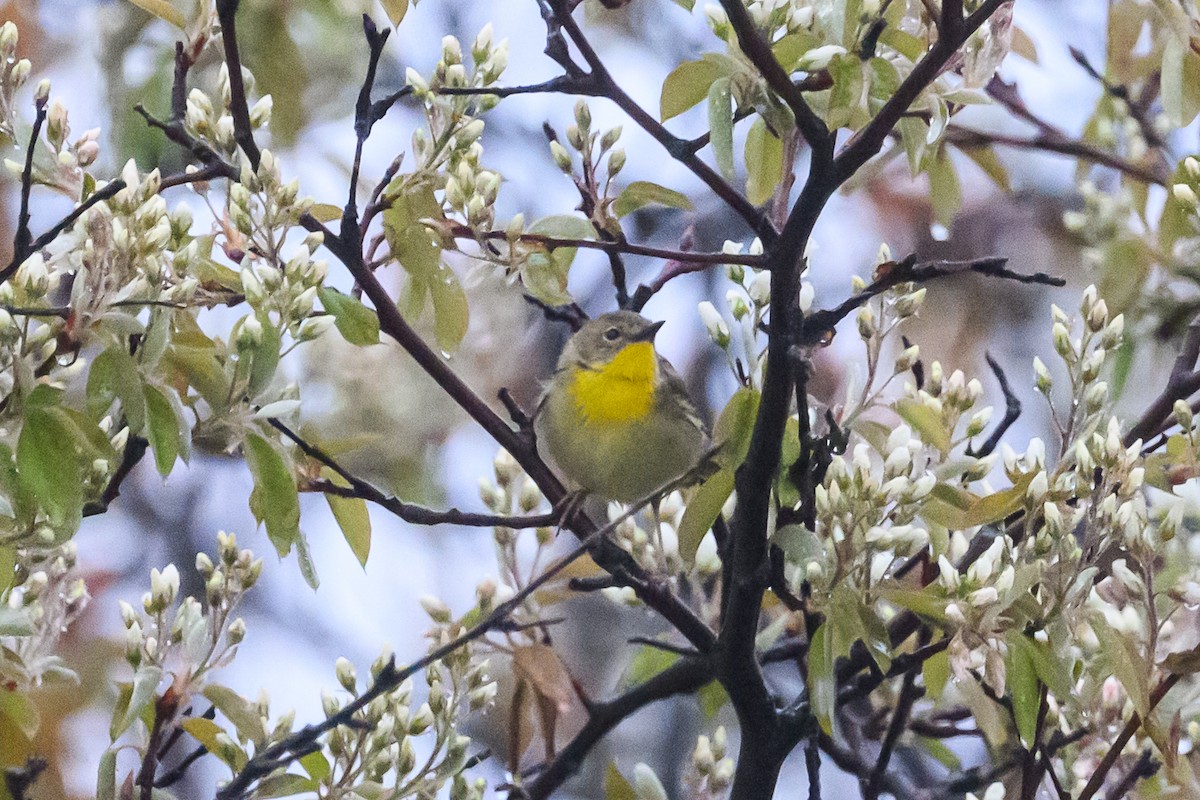 Common Yellowthroat - ML635424614