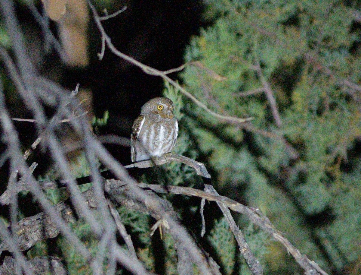 Elf Owl - ML635424627