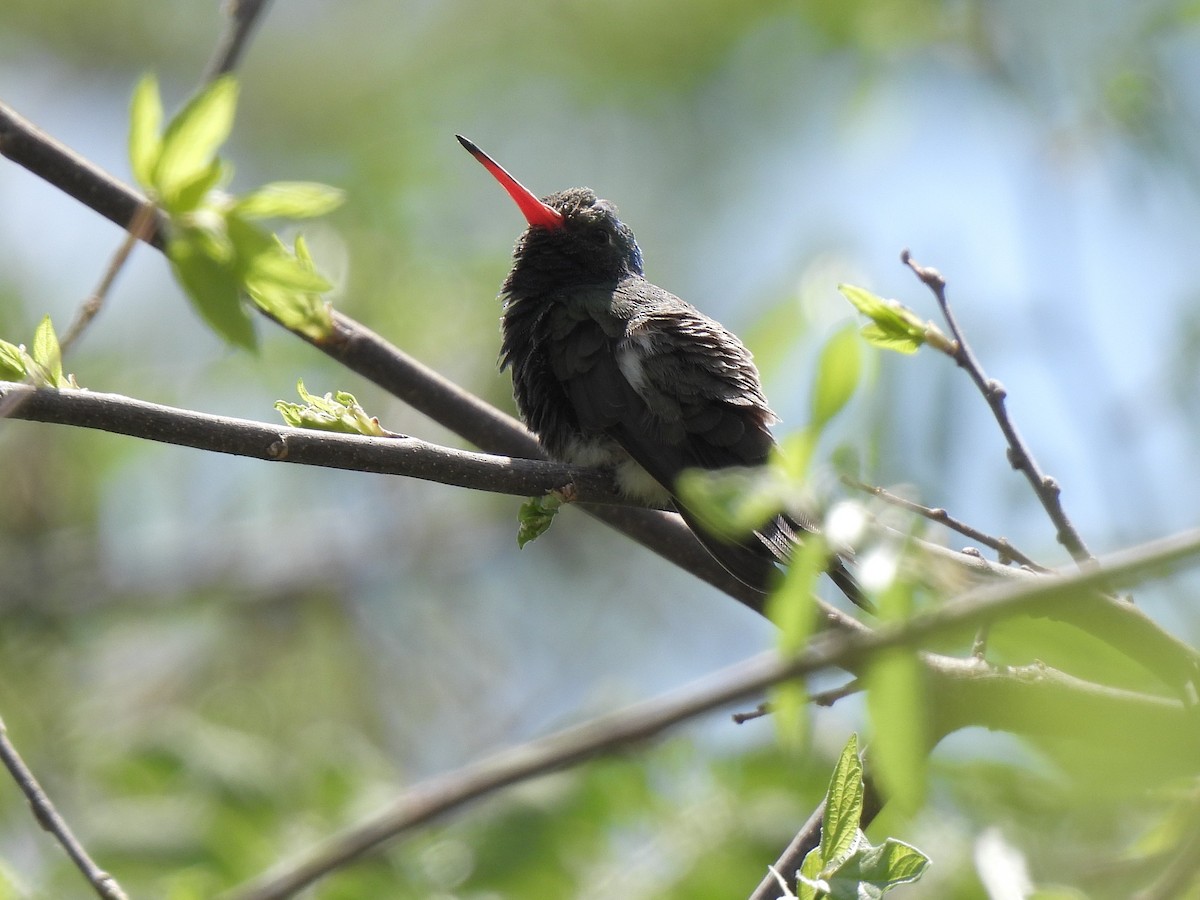 Broad-billed Hummingbird - ML635424693