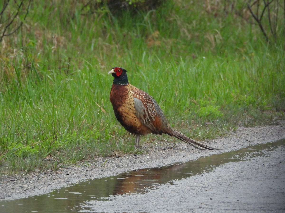 Ring-necked Pheasant - ML635424699
