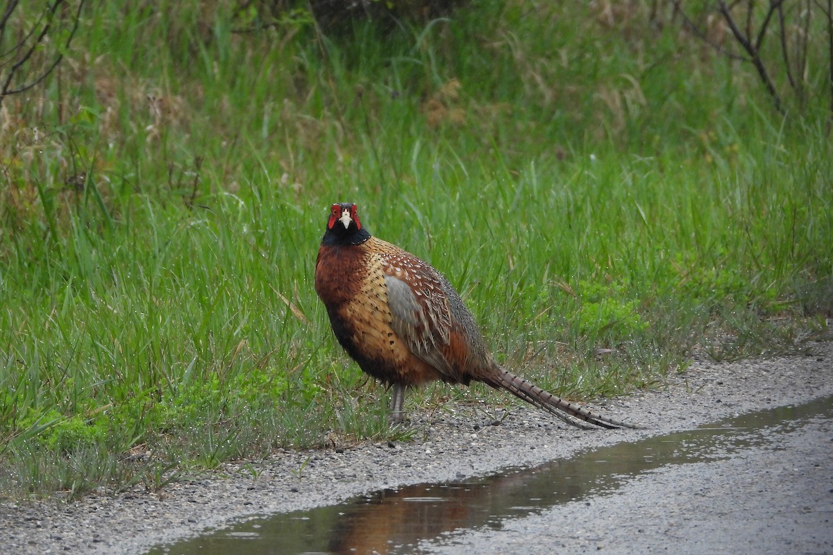 Ring-necked Pheasant - ML635424702