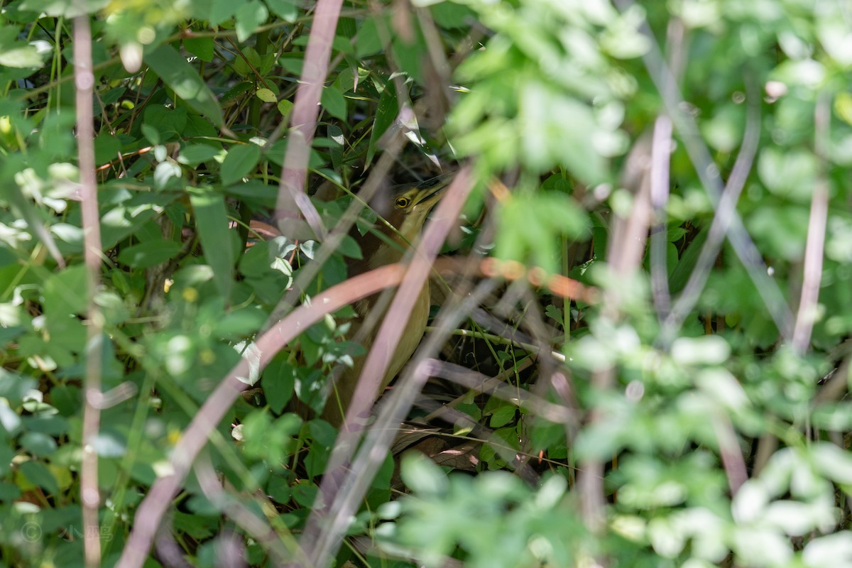 Schrenck's Bittern - ML635424711