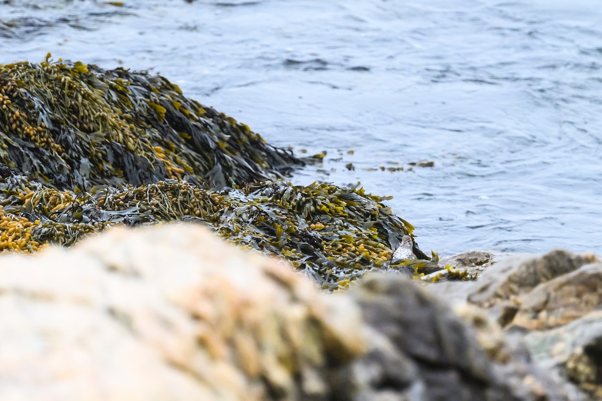 Spotted Sandpiper - ML635424729