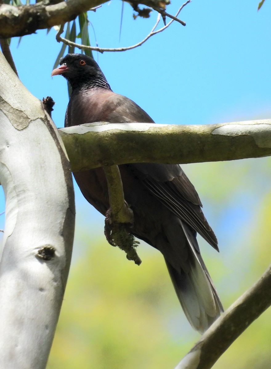 Laurel Pigeon - ML635424742