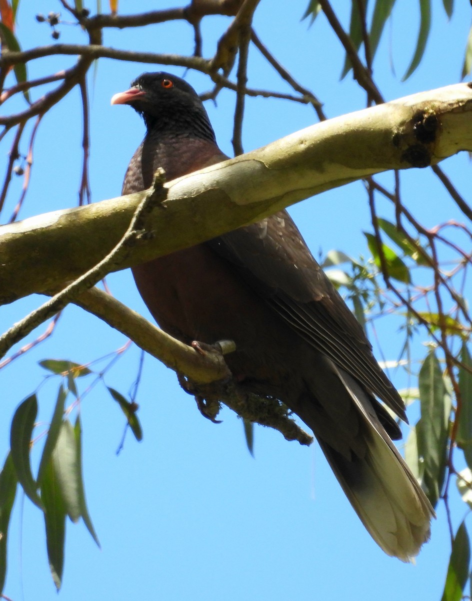 Laurel Pigeon - ML635424743