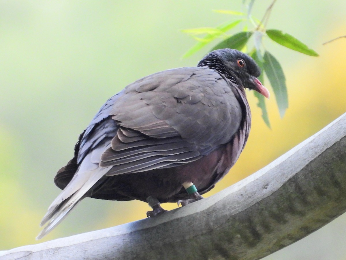 Laurel Pigeon - ML635424745