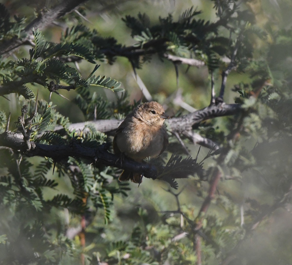 Lark-like Bunting - ML635424779