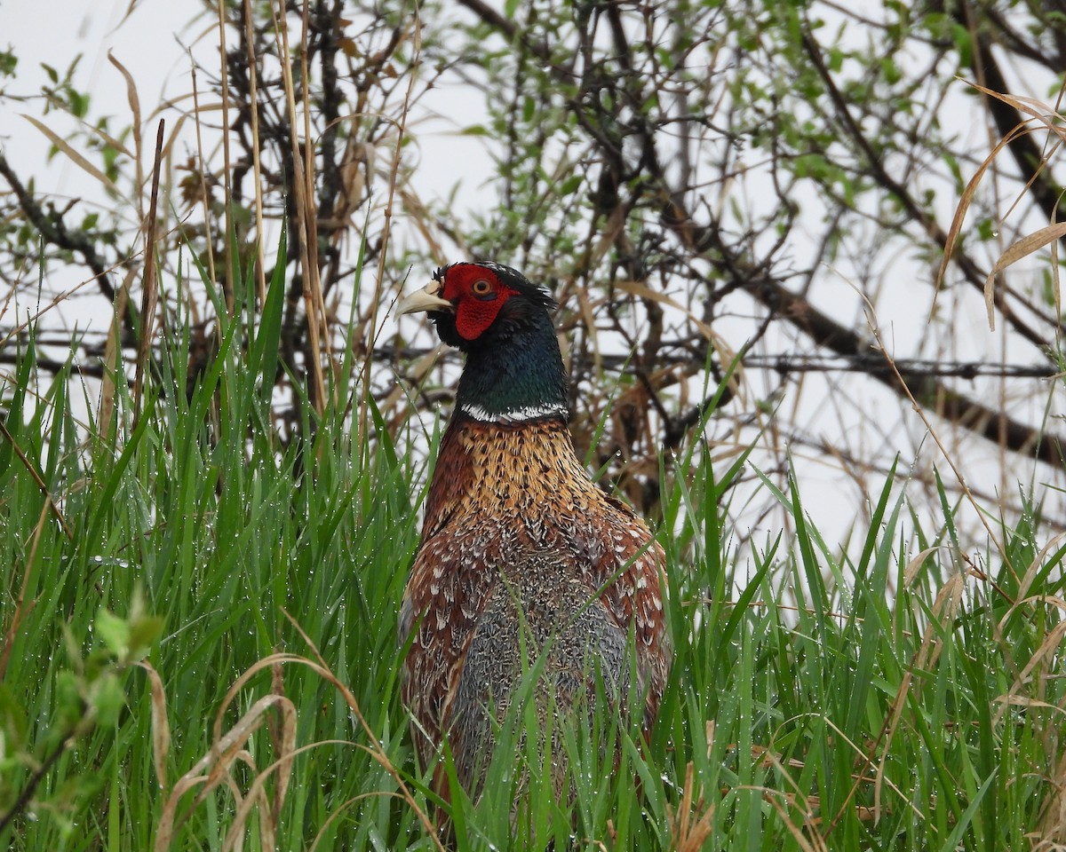 Ring-necked Pheasant - ML635424790