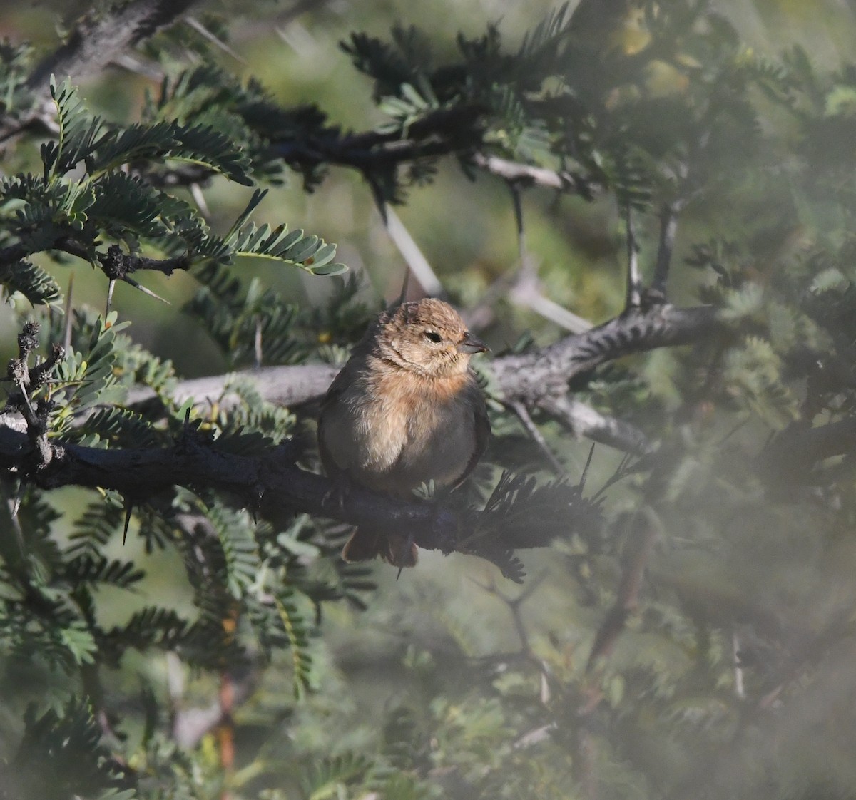 Lark-like Bunting - ML635424801