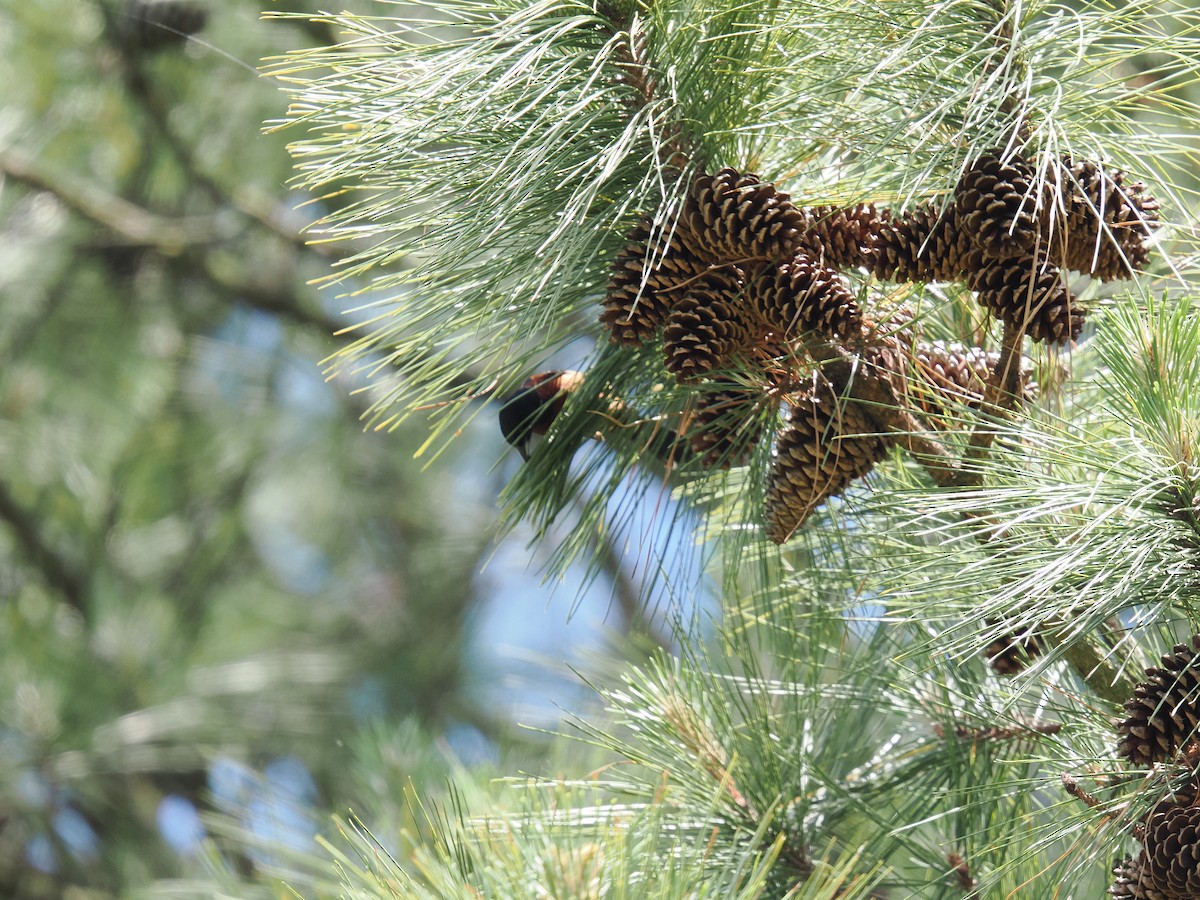 Orchard Oriole - ML635424844