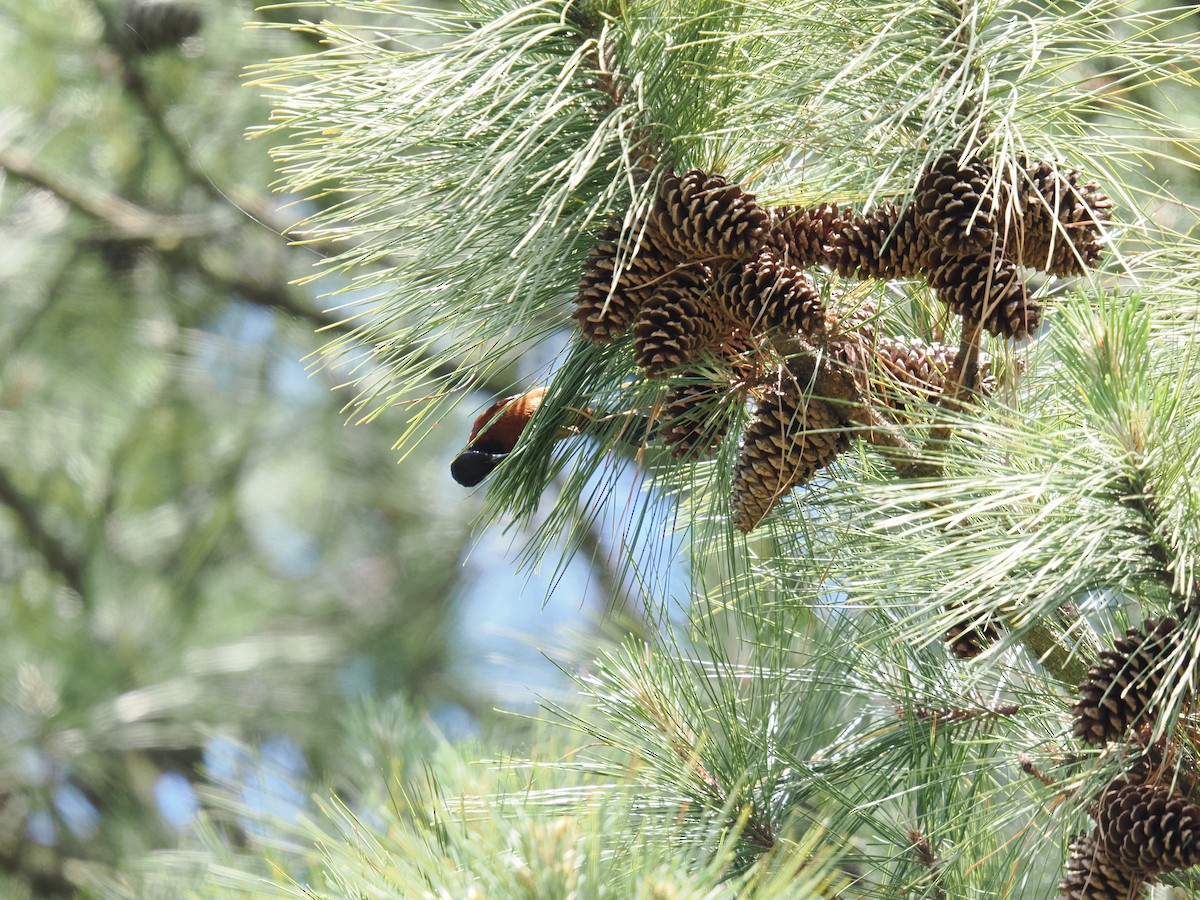 Orchard Oriole - ML635424845