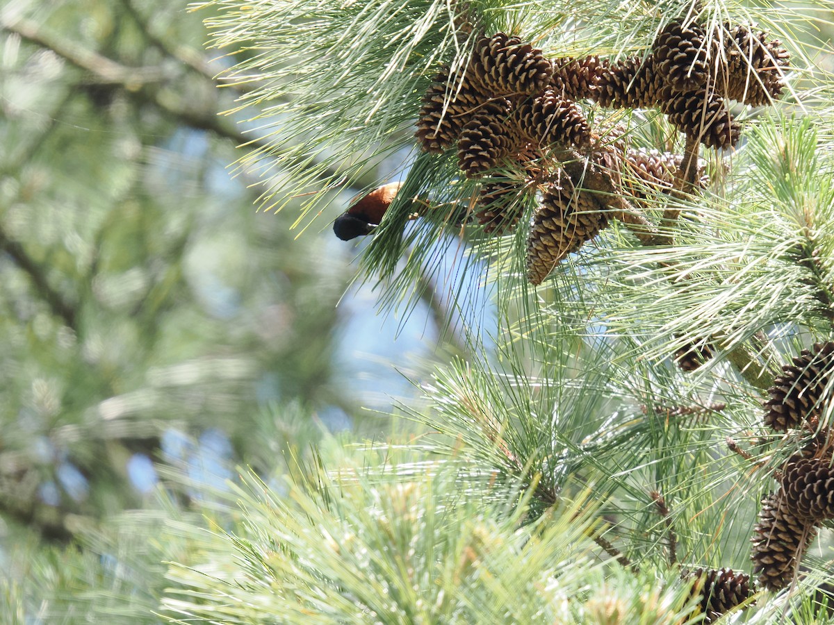 Orchard Oriole - ML635424847
