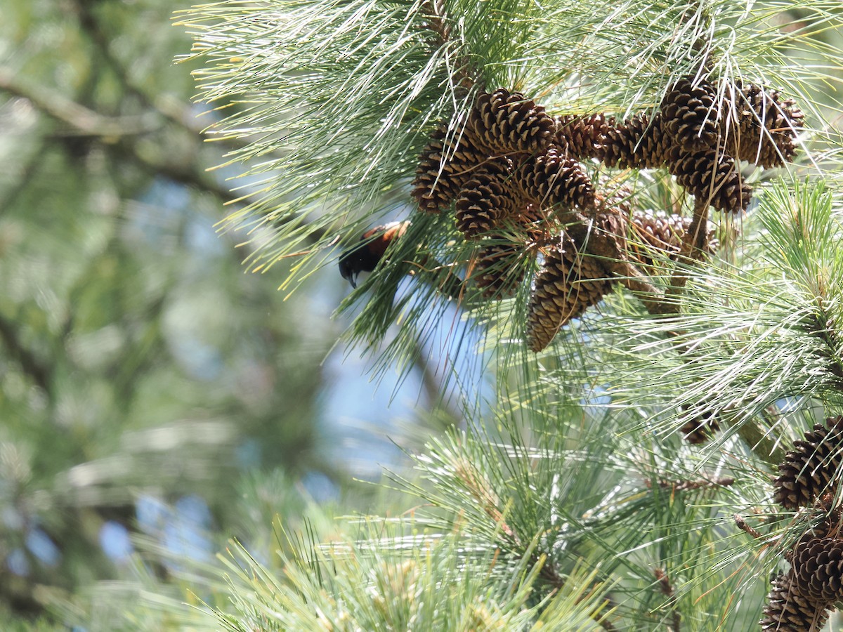 Orchard Oriole - ML635424848