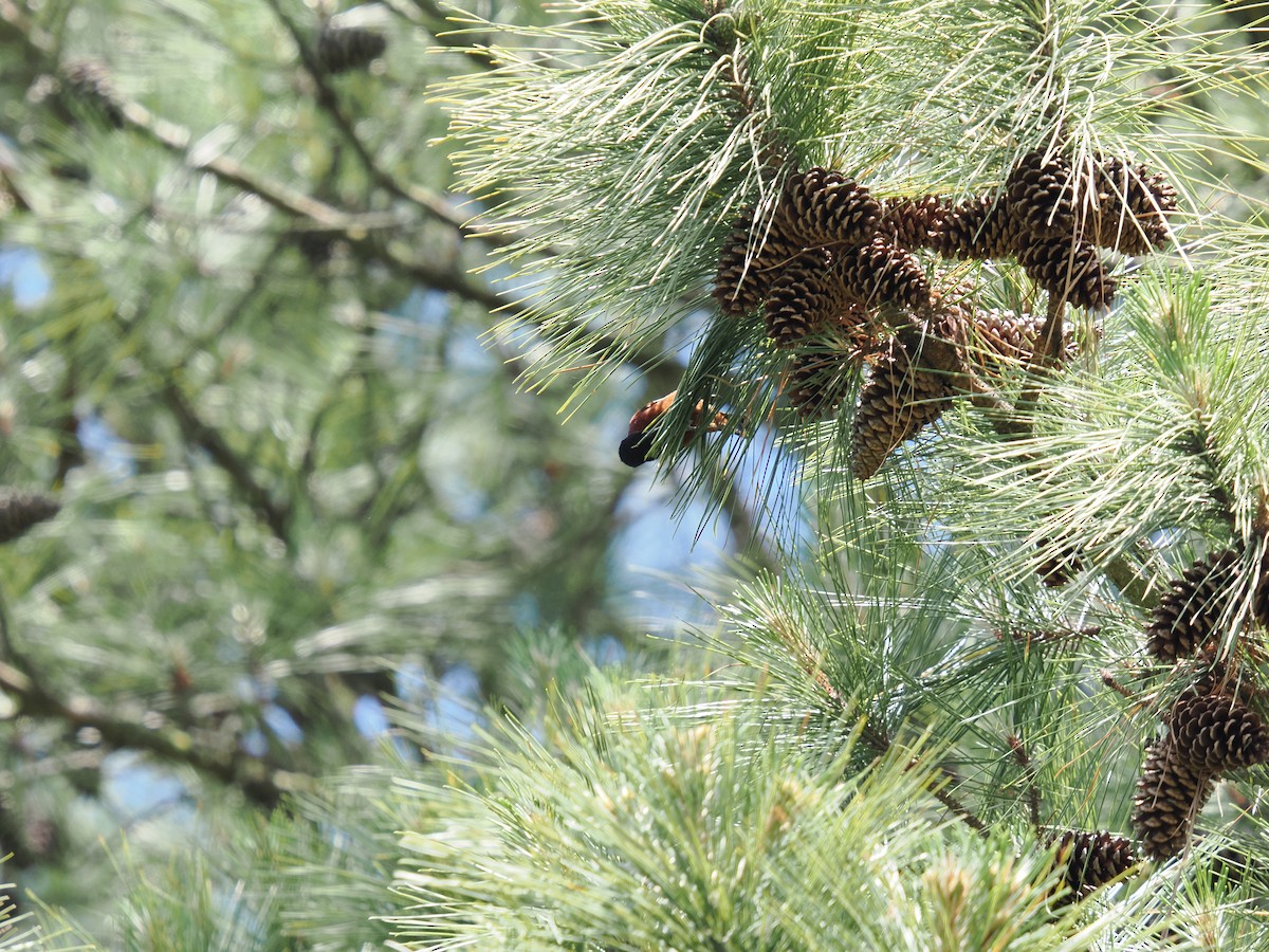 Orchard Oriole - ML635424849