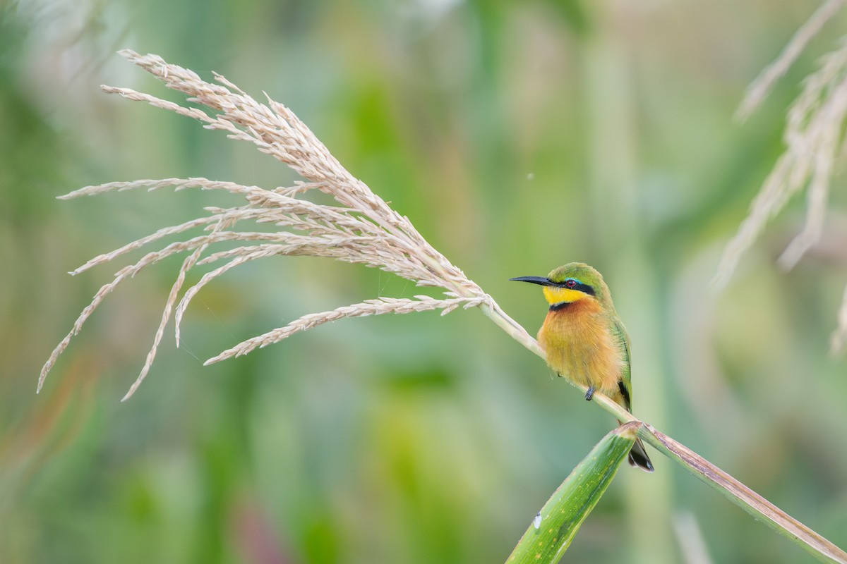 Little Bee-eater - ML635424880