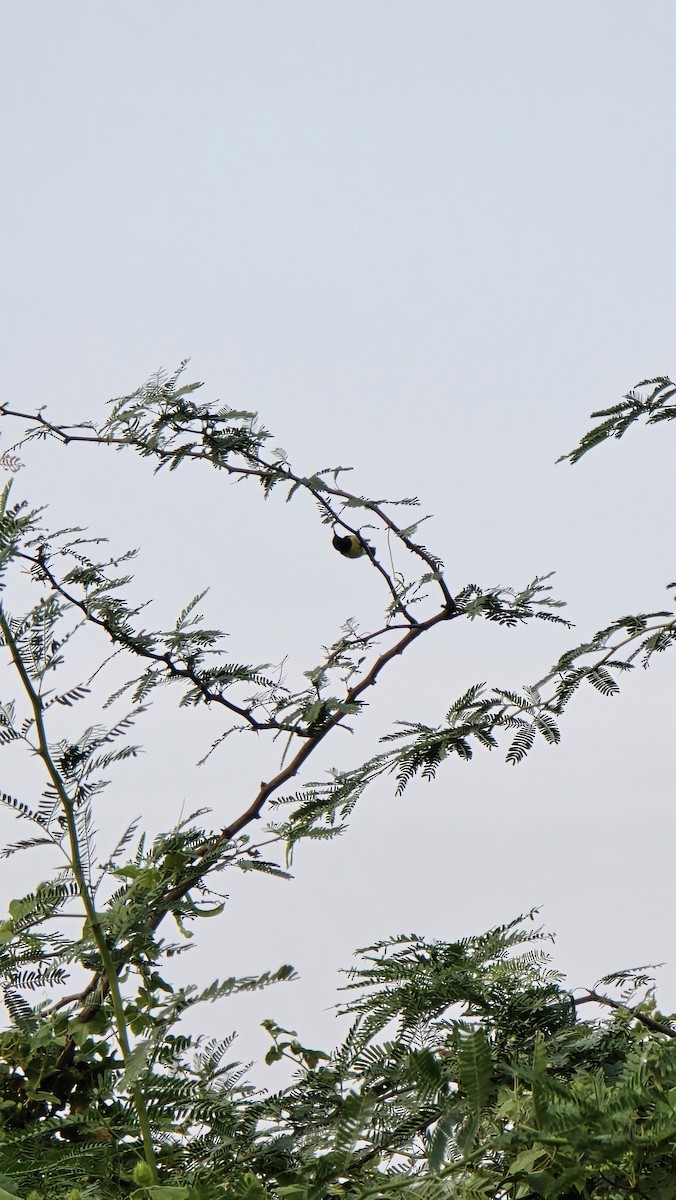 Indiennektarvogel - ML635424931