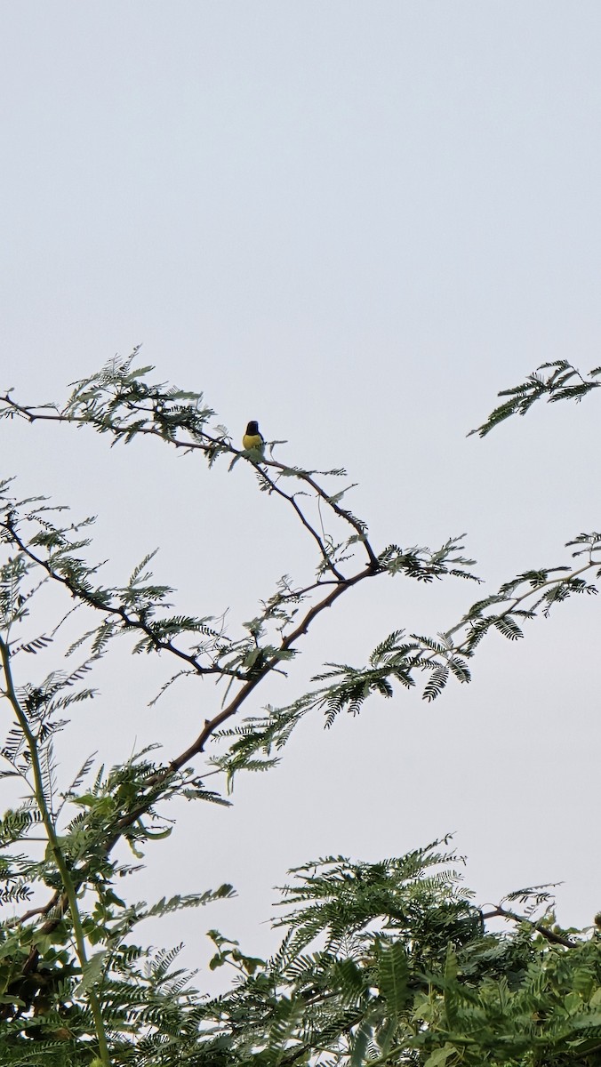 Indiennektarvogel - ML635424932