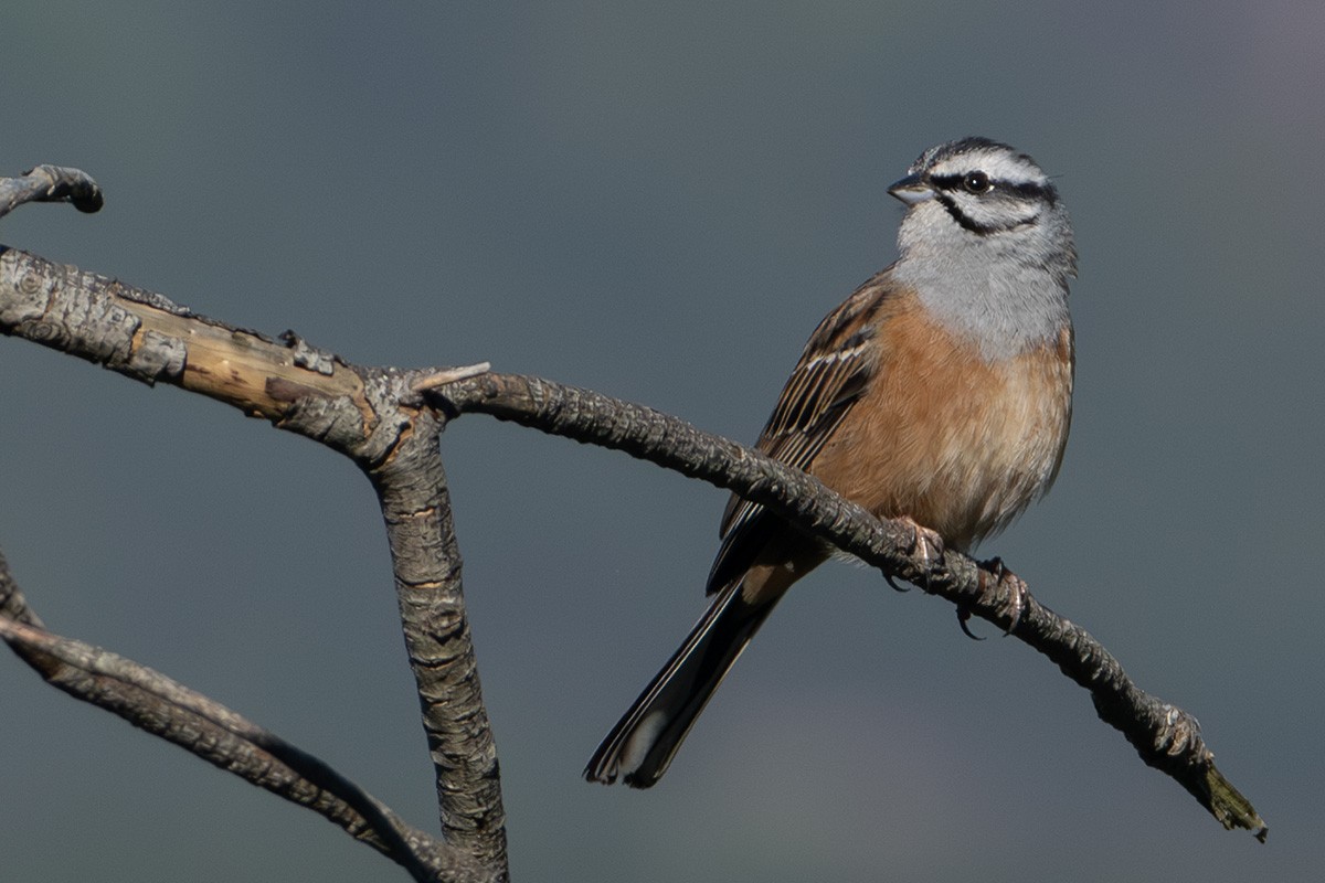 Цагаан хөмсөгт хөмрөг - ML635424955