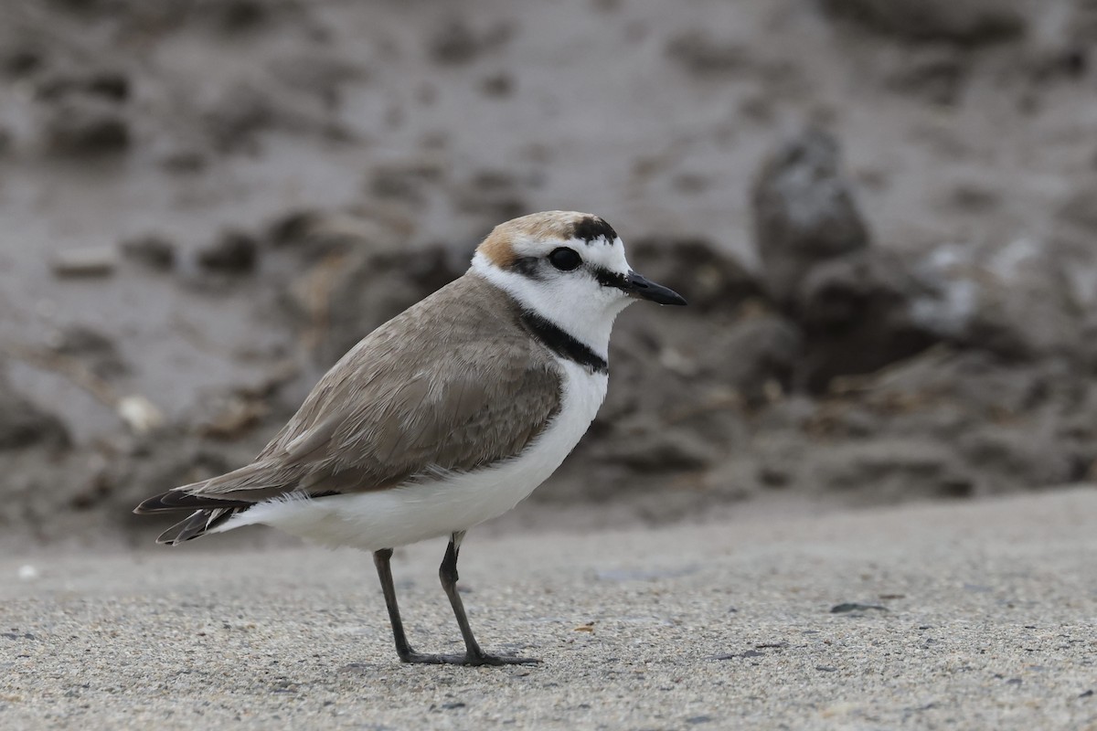 Kentish Plover - ML635425025