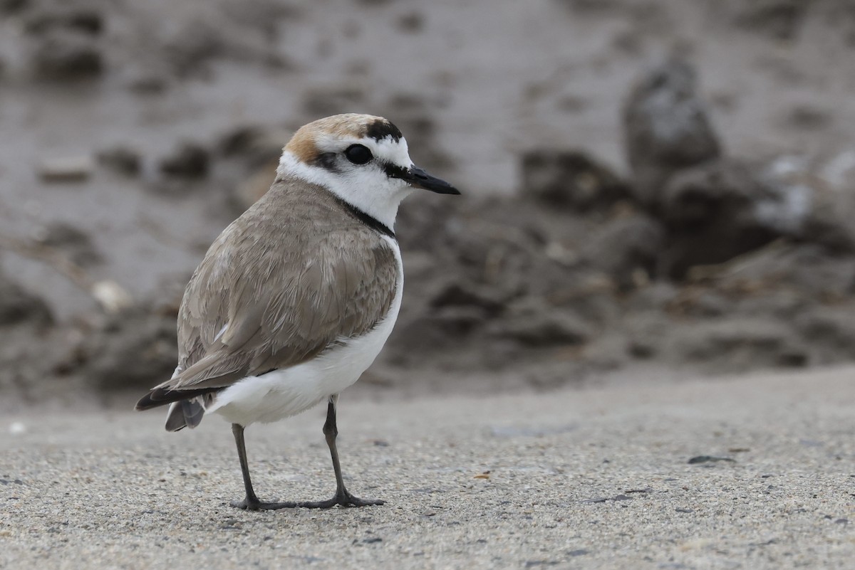 Kentish Plover - ML635425026