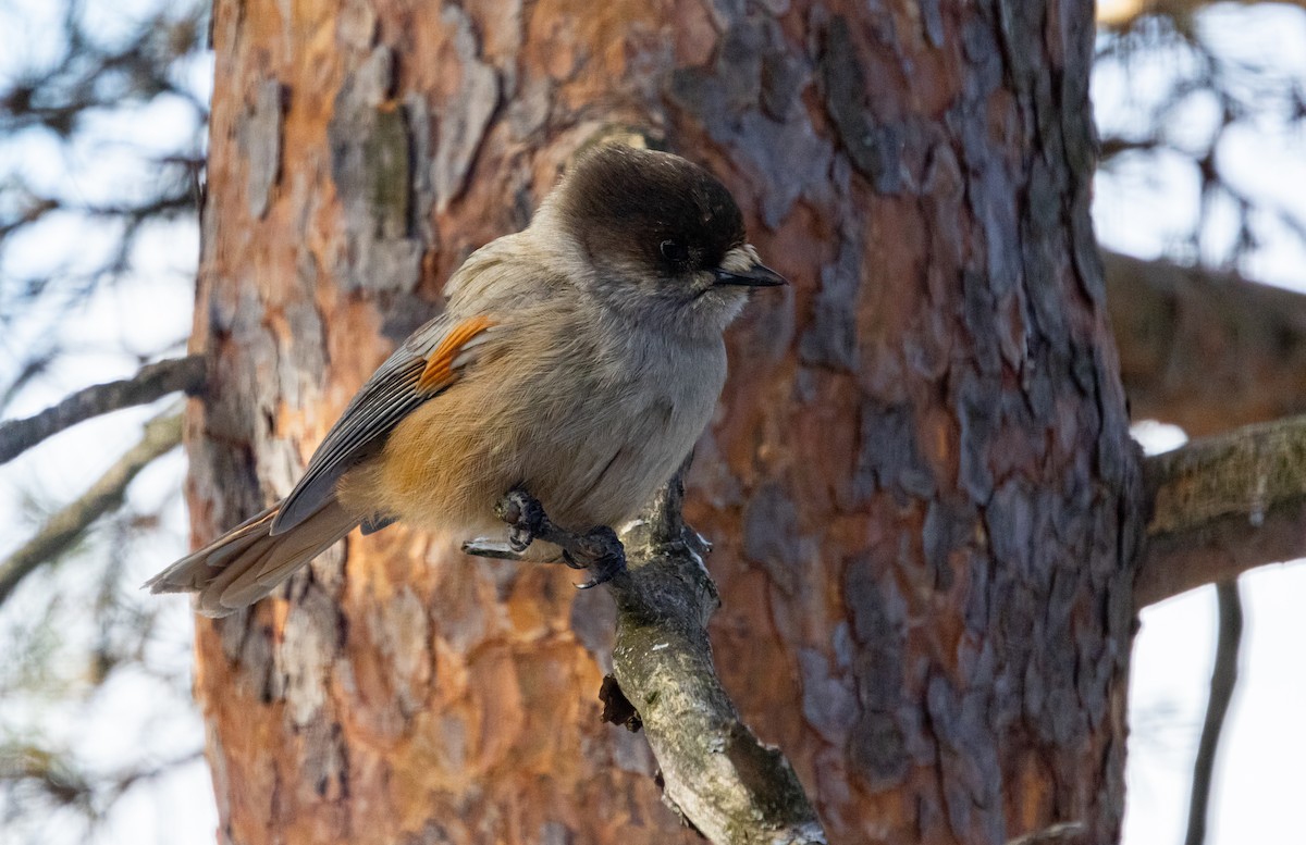 Siberian Jay - ML635425055