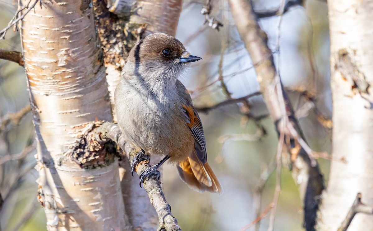 Siberian Jay - ML635425067