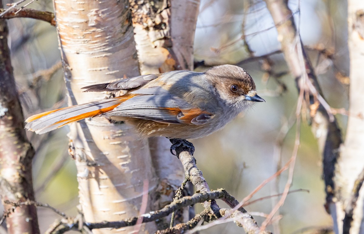Siberian Jay - ML635425068