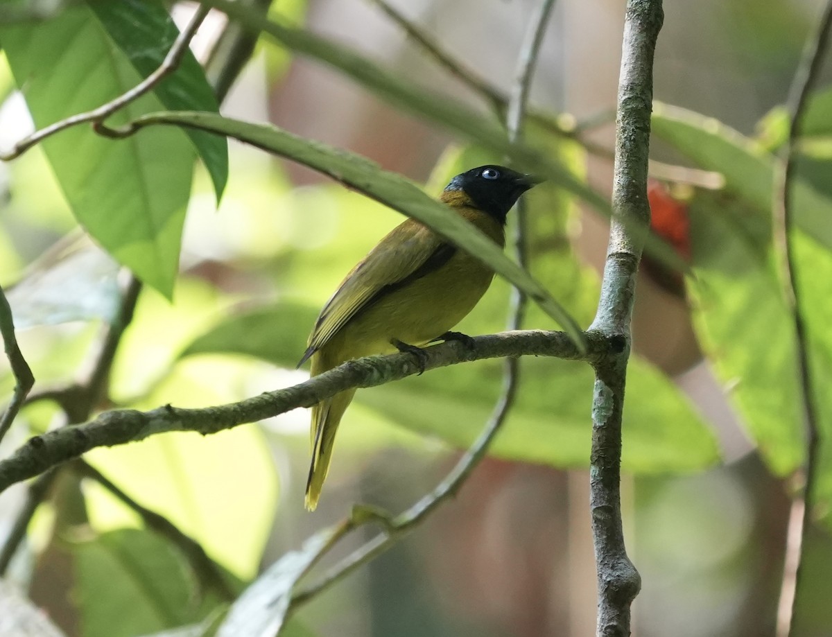 Black-headed Bulbul - ML635425076