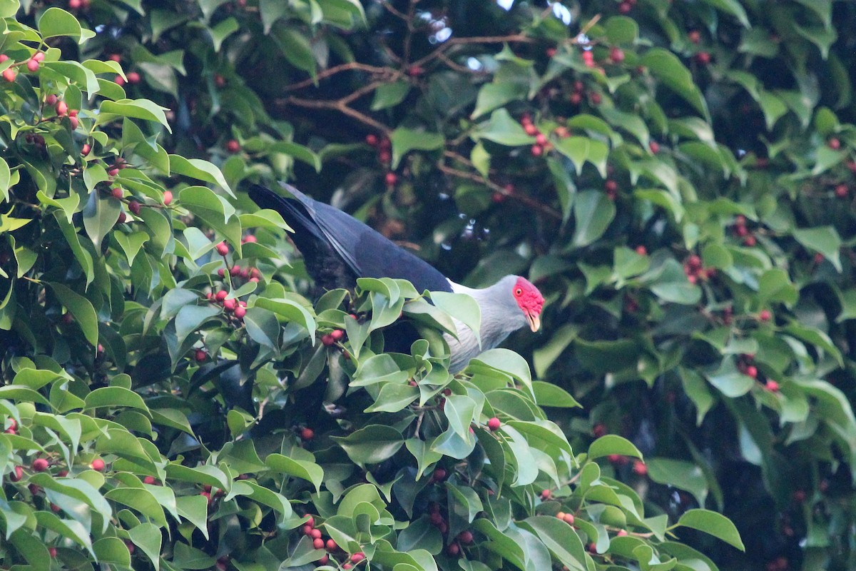 Seychelles Blue-Pigeon - ML635425089