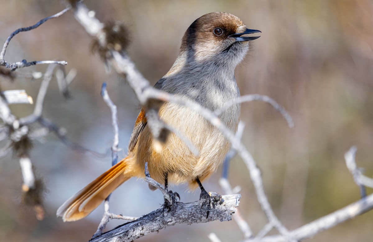 Siberian Jay - ML635425092