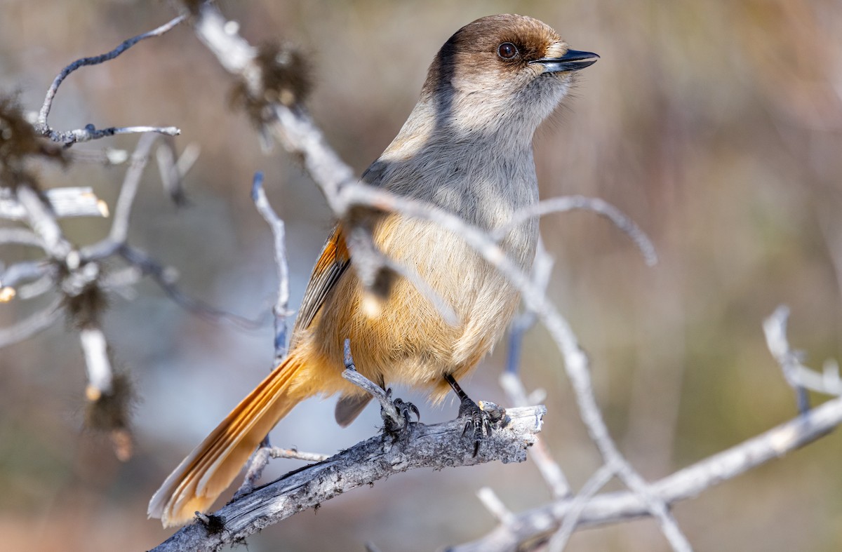 Siberian Jay - ML635425093