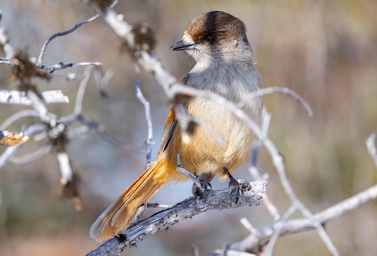 Siberian Jay - ML635425094