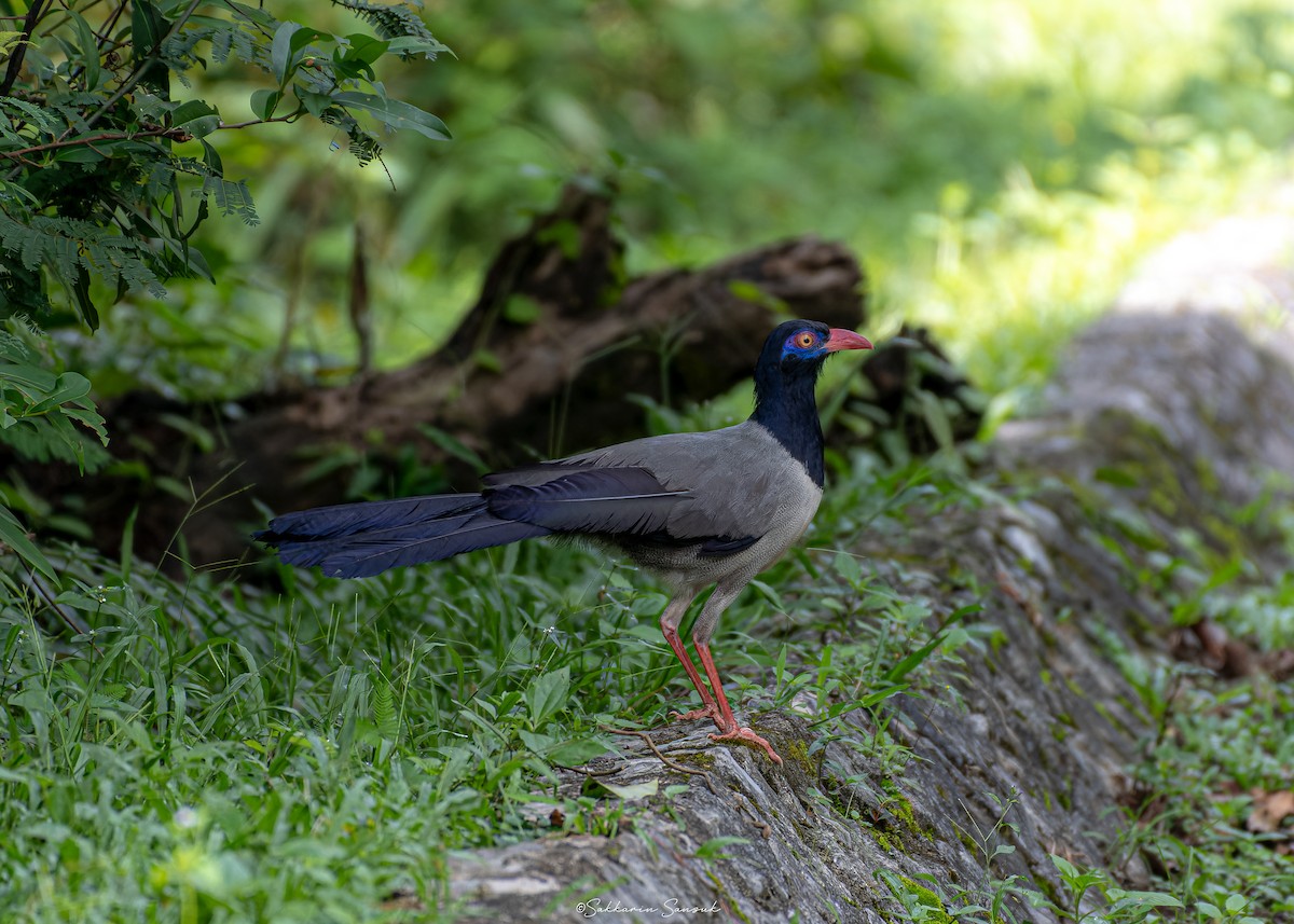 Coral-billed Ground-Cuckoo - ML635425099