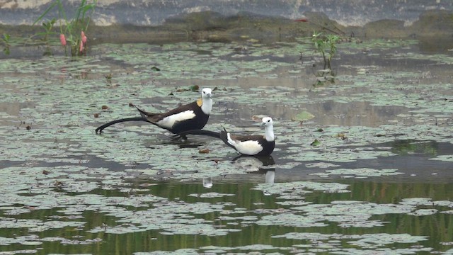 Pheasant-tailed Jacana - ML635425122