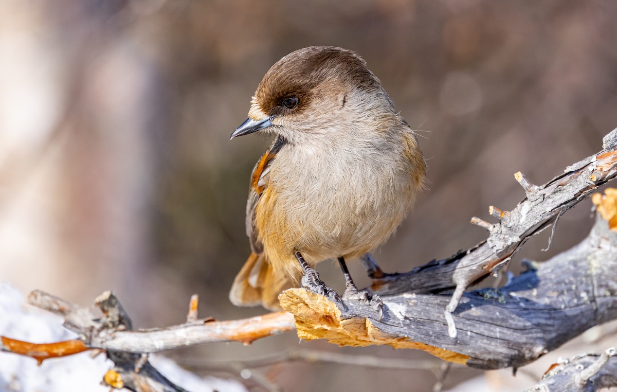 Siberian Jay - ML635425123