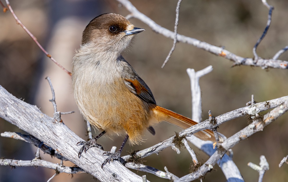 Siberian Jay - ML635425124