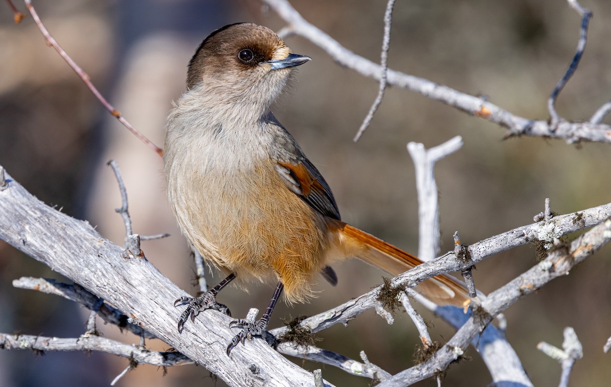 Siberian Jay - ML635425125