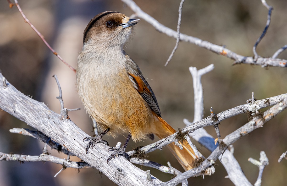Siberian Jay - ML635425126