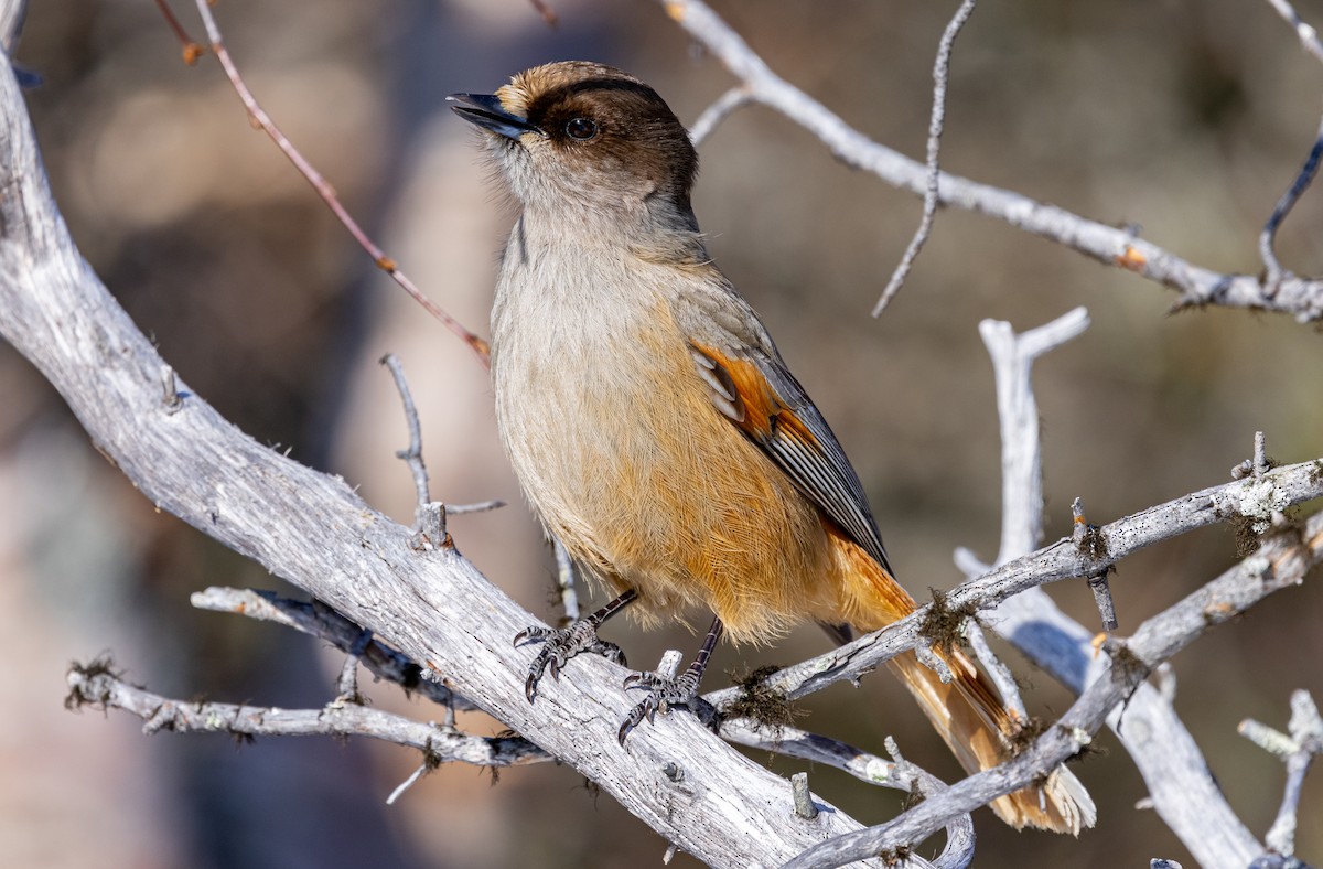 Siberian Jay - ML635425127