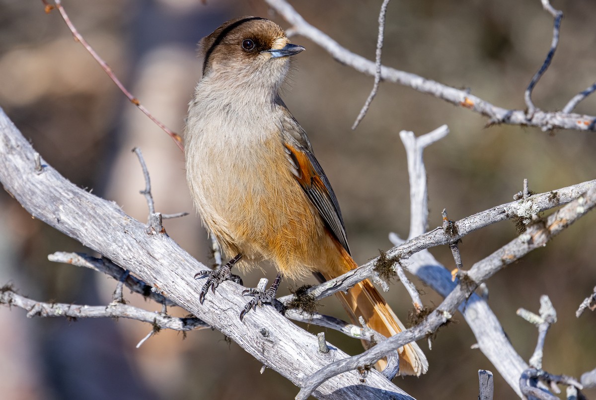 Siberian Jay - ML635425128