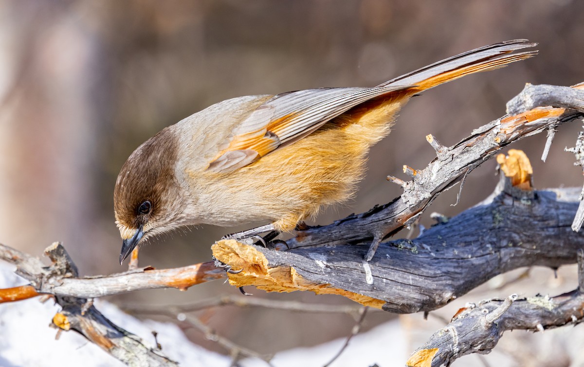 Siberian Jay - ML635425178