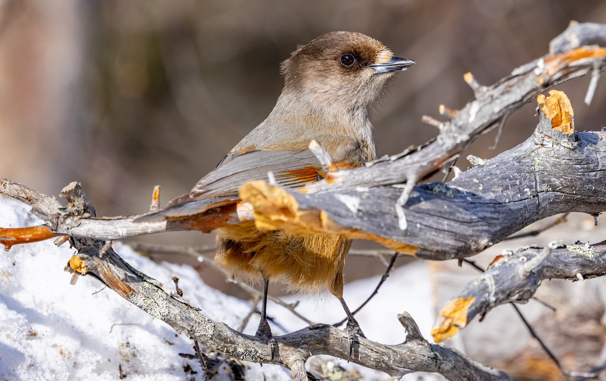 Siberian Jay - ML635425186