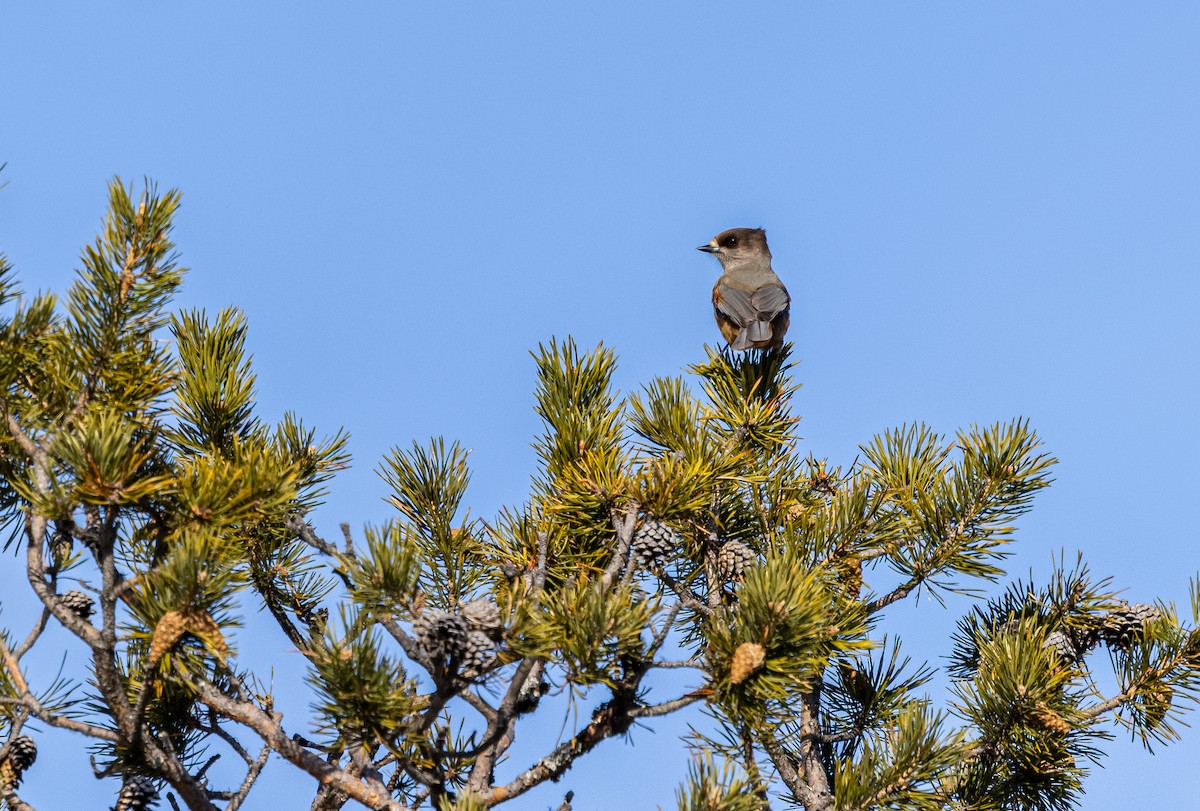 Siberian Jay - ML635425201