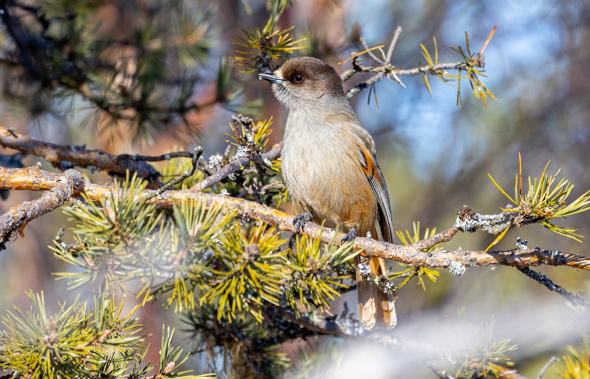 Siberian Jay - ML635425210
