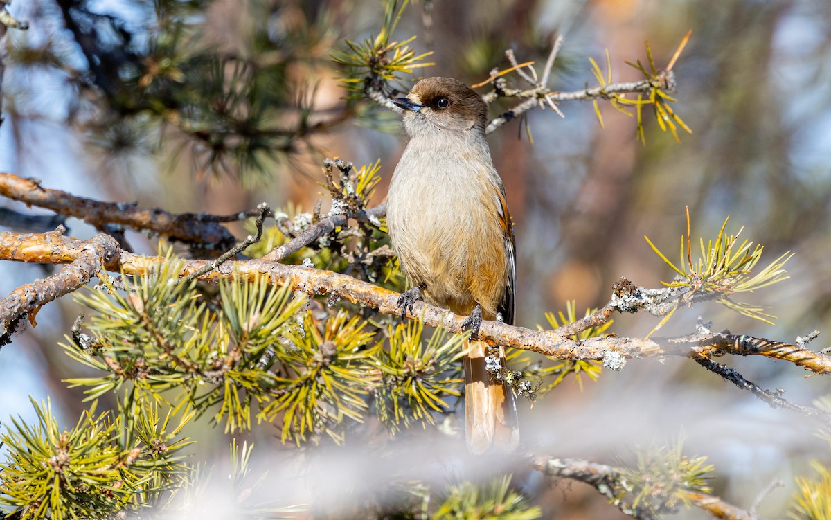 Siberian Jay - ML635425211