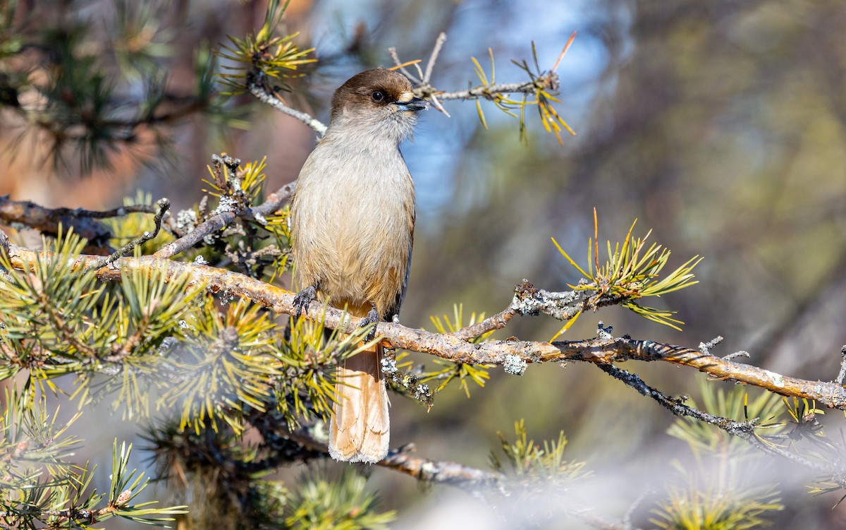 Siberian Jay - ML635425212