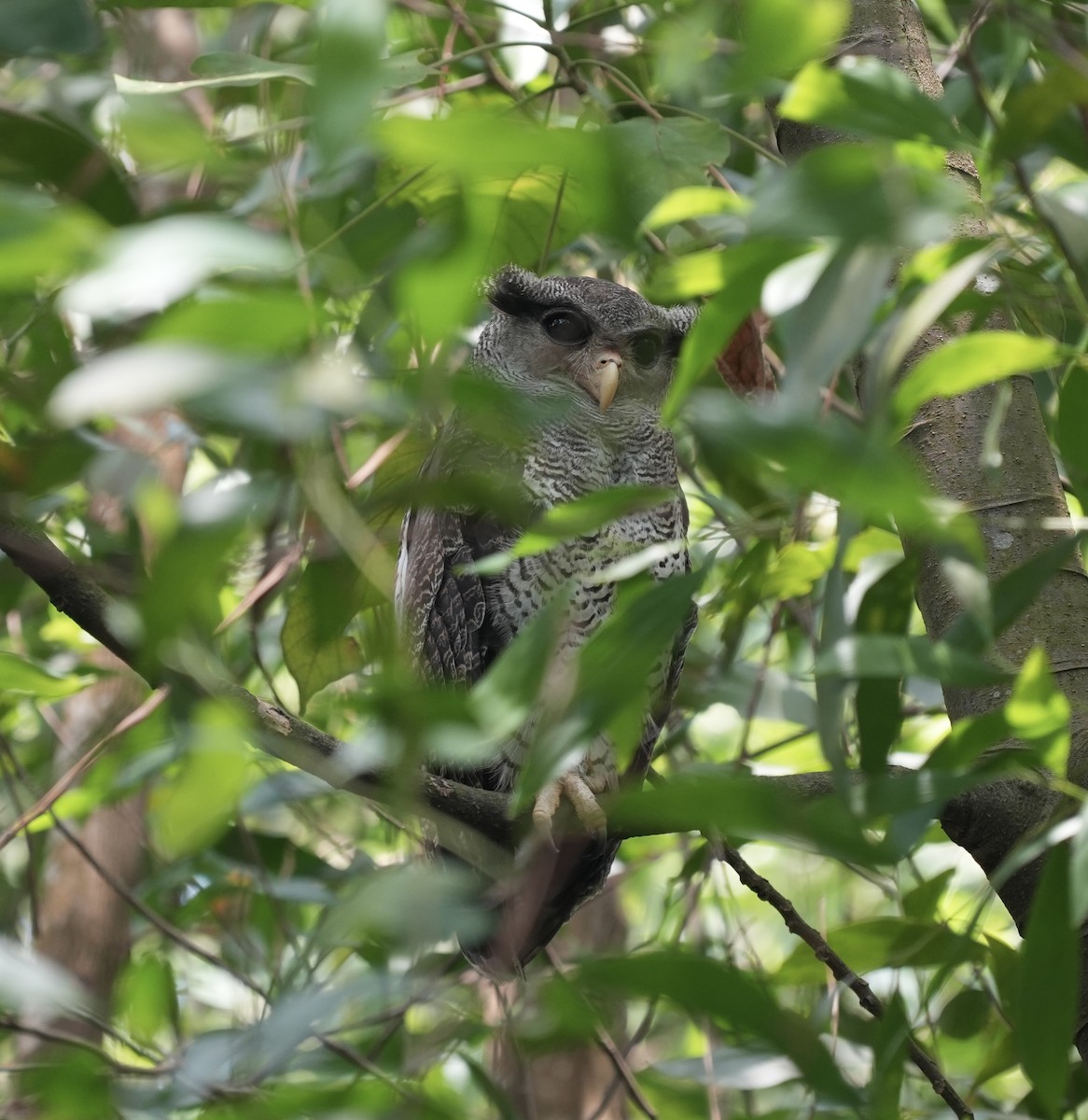 Barred Eagle-Owl - ML635425222